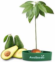 Вырасти своё дерево авокадо