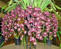 Orchid burgundy